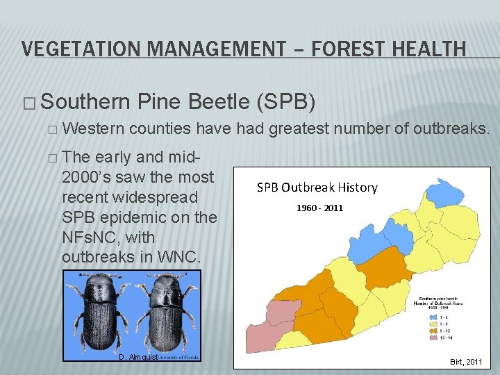 VEGETATION MANAGEMENT – FOREST HEALTH � Southern Pine Beetle (SPB) � Western counties have