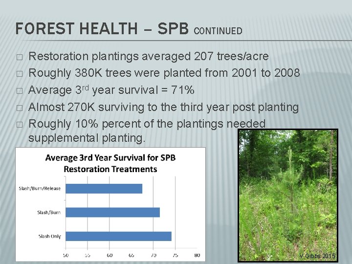 FOREST HEALTH – SPB CONTINUED � � � Restoration plantings averaged 207 trees/acre Roughly