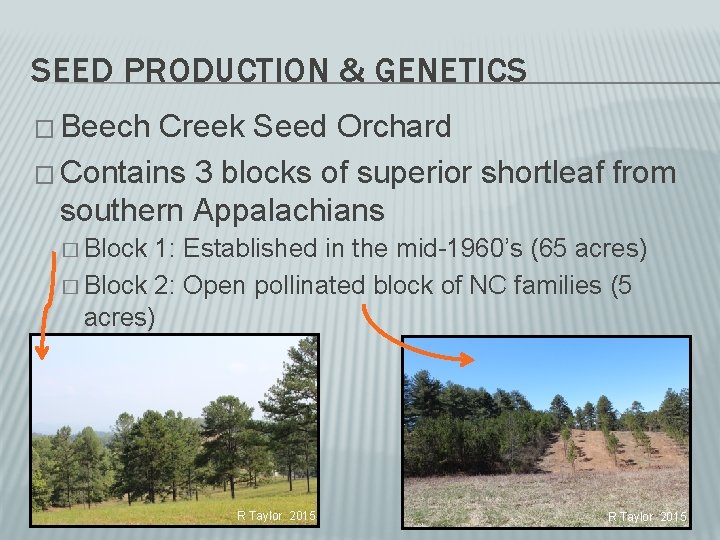 SEED PRODUCTION & GENETICS � Beech Creek Seed Orchard � Contains 3 blocks of