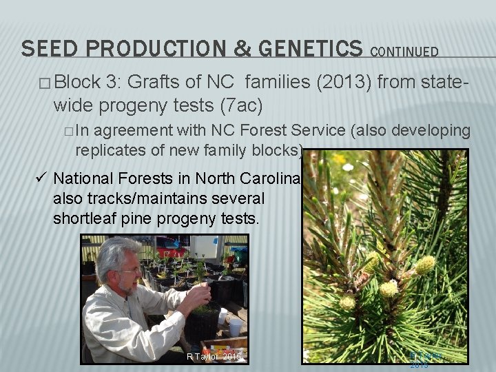 SEED PRODUCTION & GENETICS CONTINUED � Block 3: Grafts of NC families (2013) from