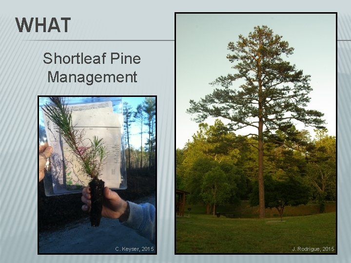 WHAT Shortleaf Pine Management C. Keyser, 2015 J. Rodrigue, 2015 
