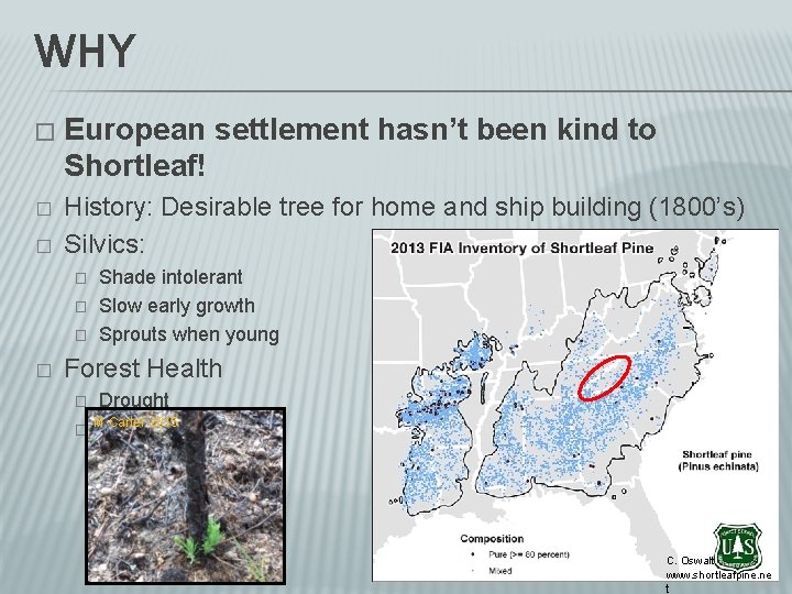 WHY � European settlement hasn’t been kind to Shortleaf! � History: Desirable tree for