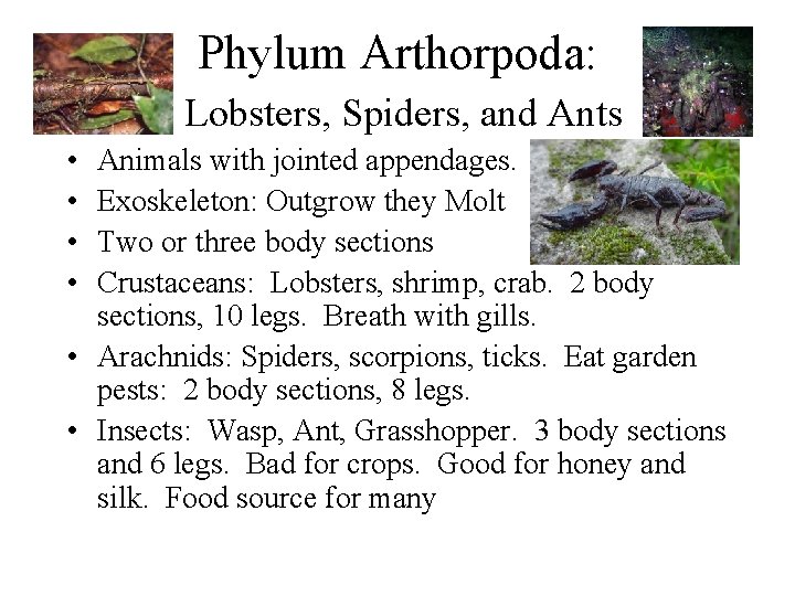 Phylum Arthorpoda: Lobsters, Spiders, and Ants • • Animals with jointed appendages. Exoskeleton: Outgrow