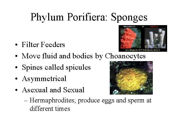 Phylum Porifiera: Sponges • • • Filter Feeders Move fluid and bodies by Choanocytes