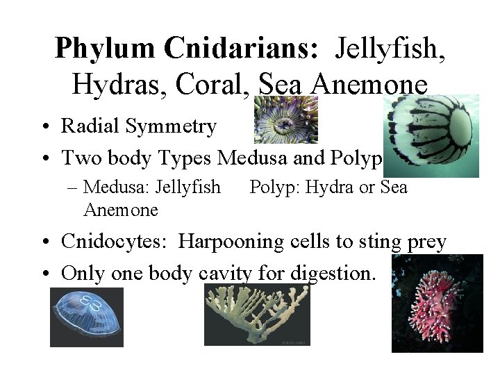 Phylum Cnidarians: Jellyfish, Hydras, Coral, Sea Anemone • Radial Symmetry • Two body Types