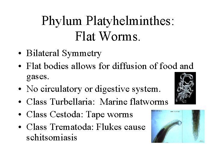 Phylum Platyhelminthes: Flat Worms. • Bilateral Symmetry • Flat bodies allows for diffusion of