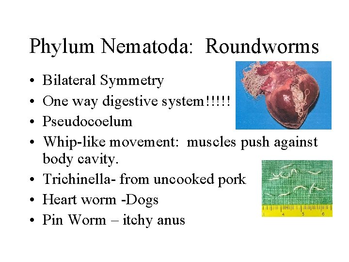 Phylum Nematoda: Roundworms • • Bilateral Symmetry One way digestive system!!!!! Pseudocoelum Whip-like movement: