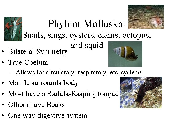 Phylum Molluska: Snails, slugs, oysters, clams, octopus, and squid • Bilateral Symmetry • True