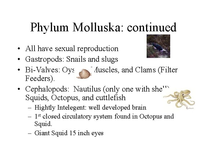 Phylum Molluska: continued • All have sexual reproduction • Gastropods: Snails and slugs •