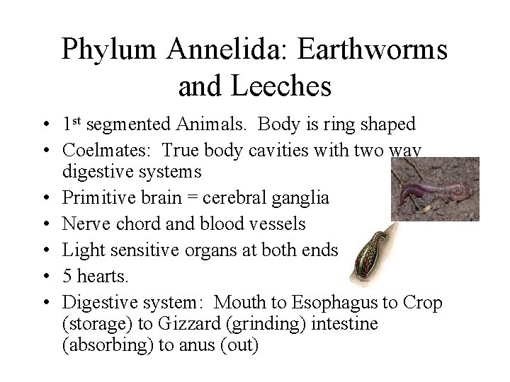 Phylum Annelida: Earthworms and Leeches • 1 st segmented Animals. Body is ring shaped
