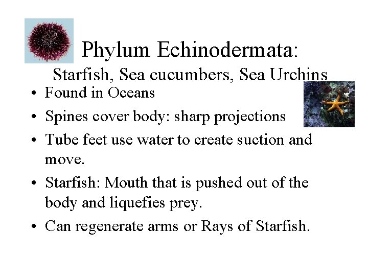 Phylum Echinodermata: Starfish, Sea cucumbers, Sea Urchins • Found in Oceans • Spines cover