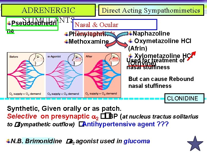 ADRENERGIC STIMULANTS Pseudoephedri ne Direct Acting Sympathomimetics Nasal & Ocular Decongestants Phenylephrine Methoxamine Naphazoline