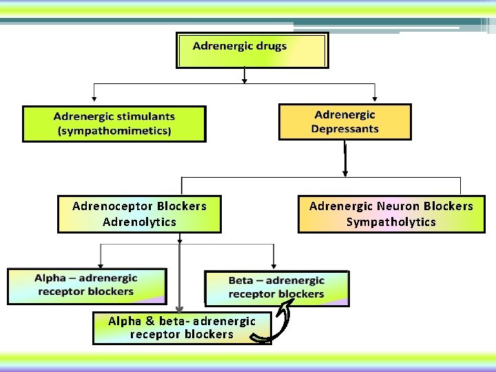 Adrenoceptor Blockers Adrenolytics Alpha & beta- adrenergic receptor blockers Adrenergic Neuron Blockers Sympatholytics 