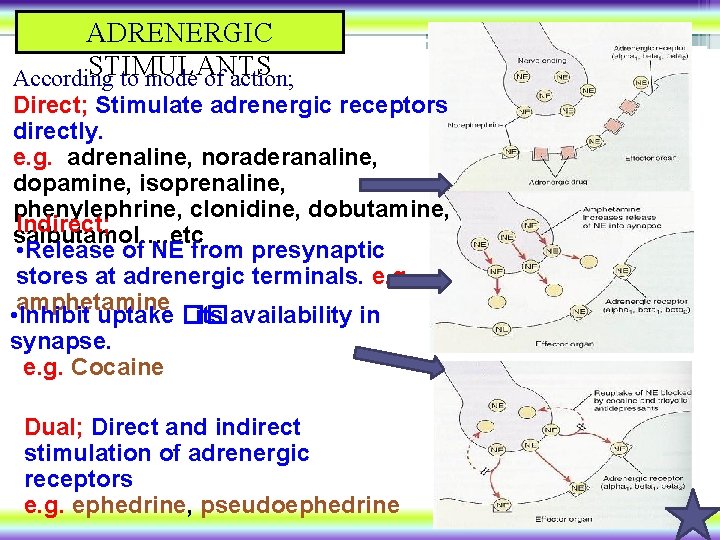 ADRENERGIC STIMULANTS According to mode of action; Direct; Stimulate adrenergic receptors directly. e. g.