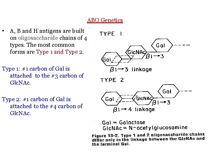 ABO Genetics • A, B and H antigens are built on oligosaccharide chains of