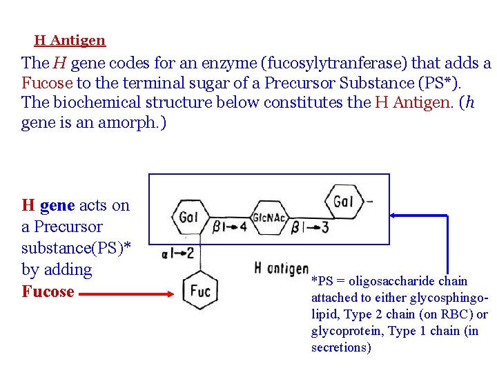 H Antigen The H gene codes for an enzyme (fucosylytranferase) that adds a Fucose