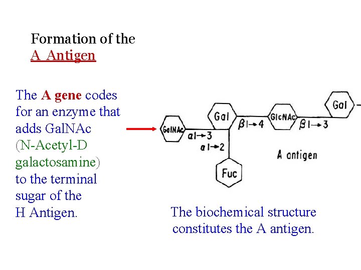 Formation of the A Antigen The A gene codes for an enzyme that adds