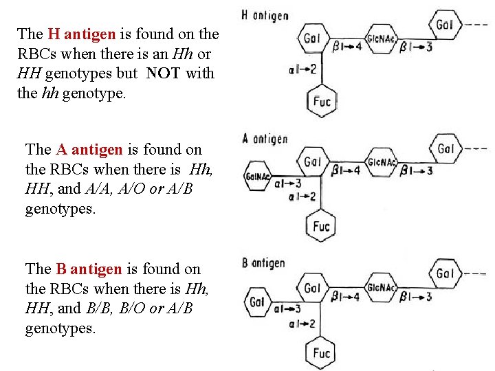 The H antigen is found on the RBCs when there is an Hh or