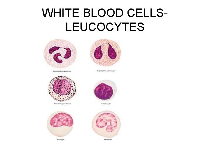 WHITE BLOOD CELLSLEUCOCYTES 