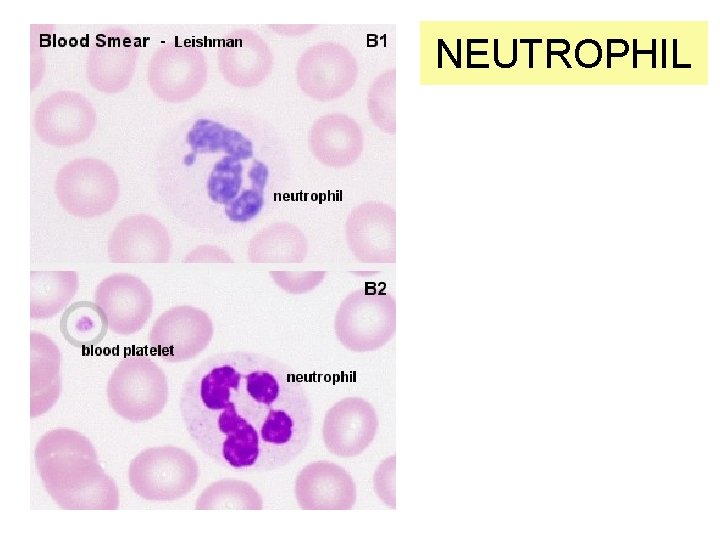 NEUTROPHIL 