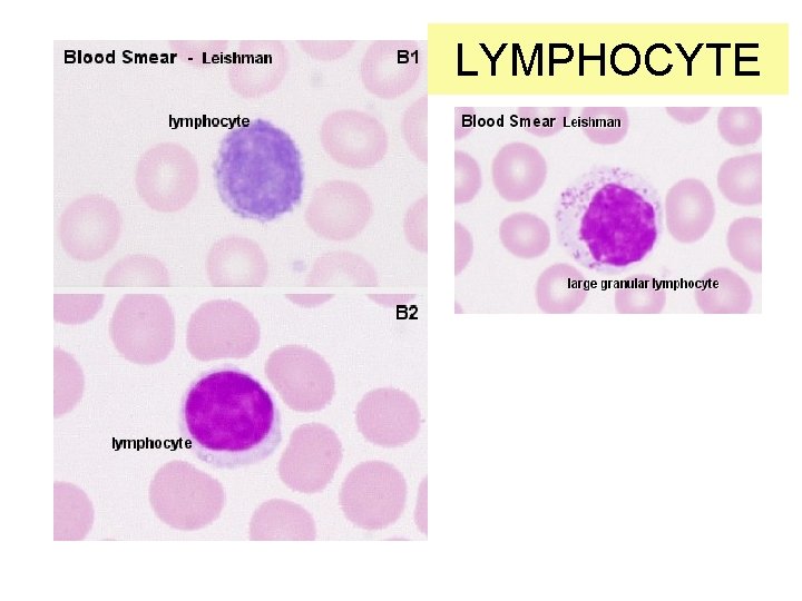 LYMPHOCYTE 