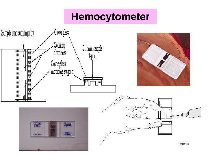 Hemocytometer 