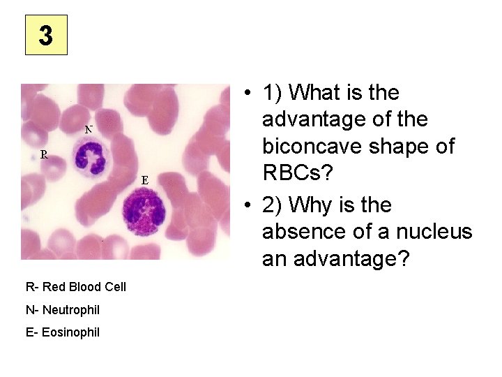 3 • 1) What is the advantage of the biconcave shape of RBCs? •