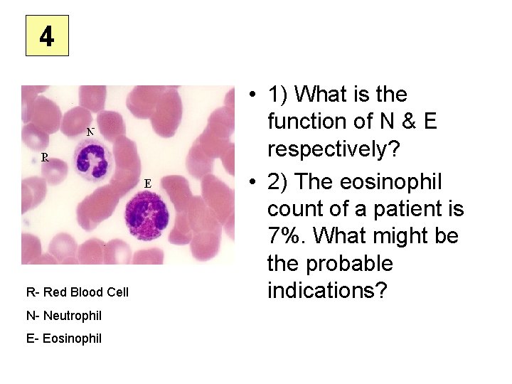 4 R- Red Blood Cell N- Neutrophil E- Eosinophil • 1) What is the