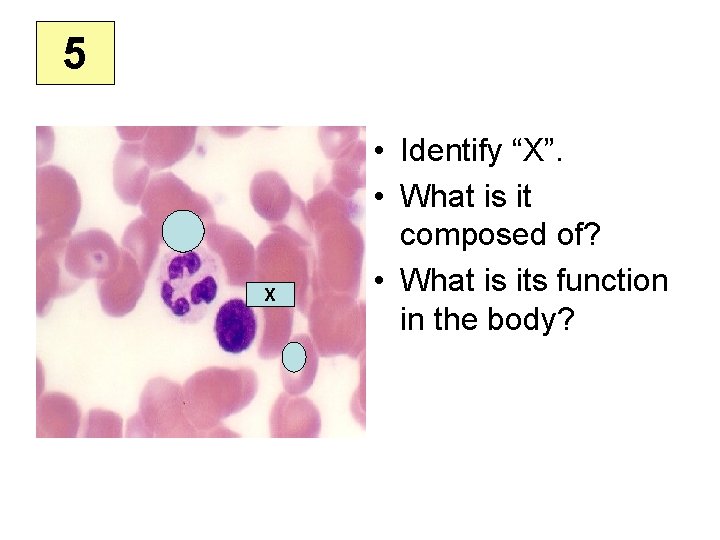 5 X • Identify “X”. • What is it composed of? • What is
