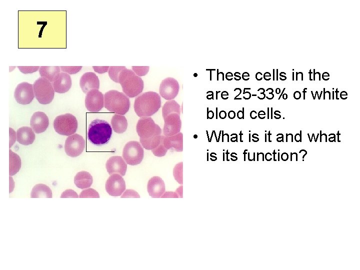 7 • These cells in the are 25 -33% of white blood cells. •