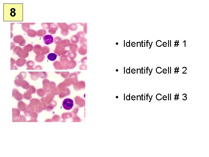 8 • Identify Cell # 1 • Identify Cell # 2 • Identify Cell