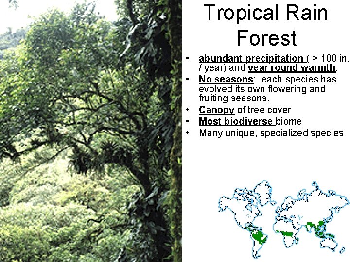 Tropical Rain Forest • abundant precipitation ( > 100 in. / year) and year