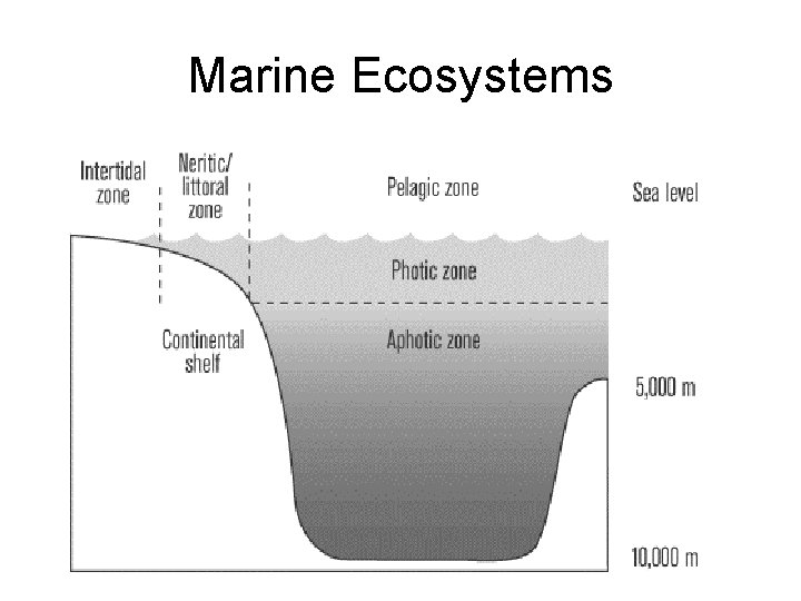 Marine Ecosystems 