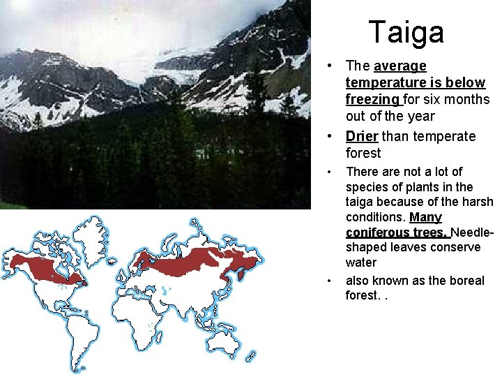 Taiga • The average temperature is below freezing for six months out of the