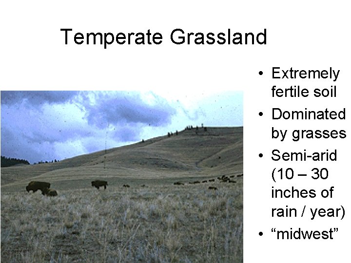 Temperate Grassland • Extremely fertile soil • Dominated by grasses • Semi-arid (10 –