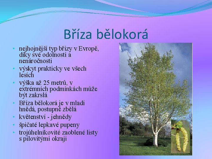 Bříza bělokorá • nejhojnější typ břízy v Evropě, díky své odolnosti a nenáročnosti • Bříza bělokorá • nejhojnější typ břízy v Evropě, díky své odolnosti a nenáročnosti •