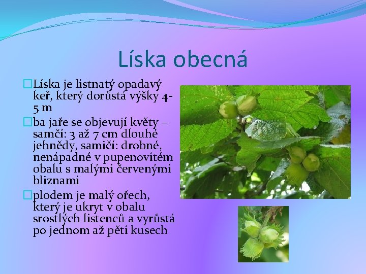 Líska obecná �Líska je listnatý opadavý keř, který dorůstá výšky 45 m �ba jaře Líska obecná �Líska je listnatý opadavý keř, který dorůstá výšky 45 m �ba jaře