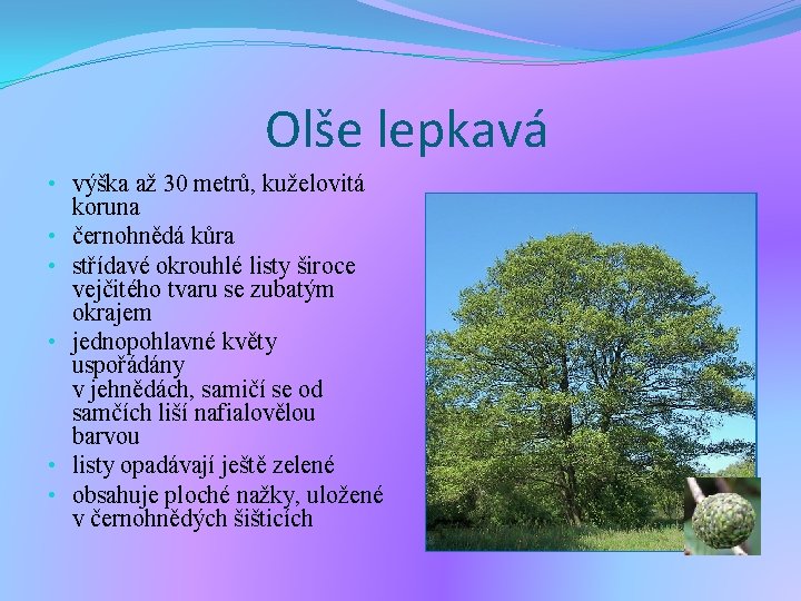 Olše lepkavá • výška až 30 metrů, kuželovitá koruna • černohnědá kůra • střídavé Olše lepkavá • výška až 30 metrů, kuželovitá koruna • černohnědá kůra • střídavé