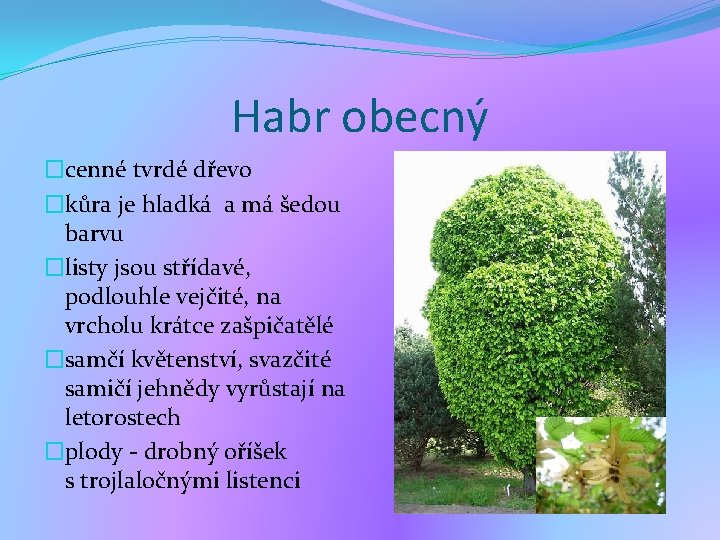 Habr obecný �cenné tvrdé dřevo �kůra je hladká a má šedou barvu �listy jsou Habr obecný �cenné tvrdé dřevo �kůra je hladká a má šedou barvu �listy jsou