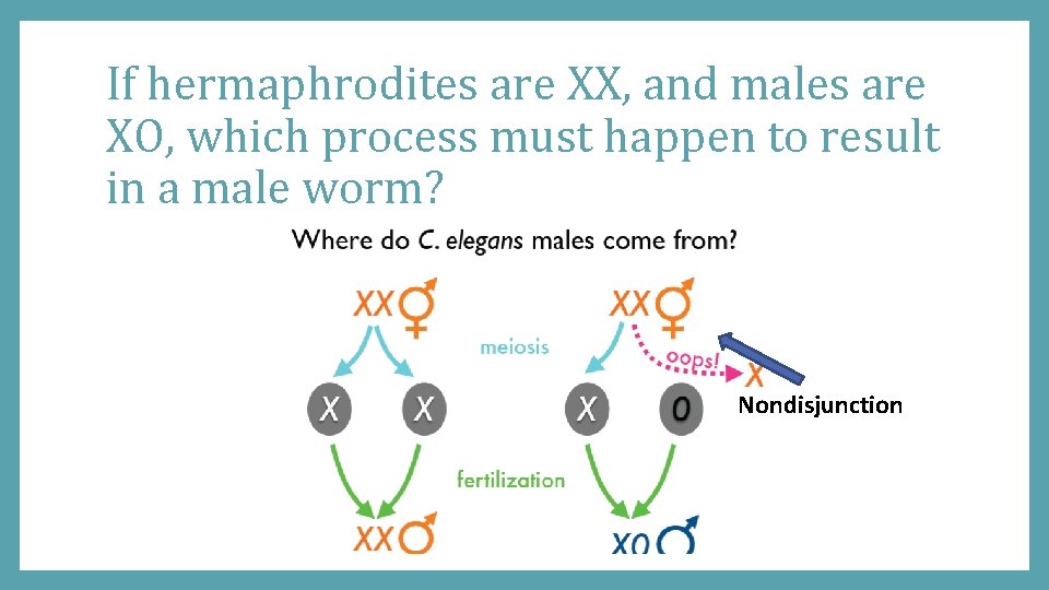 If hermaphrodites are XX, and males are XO, which process must happen to result