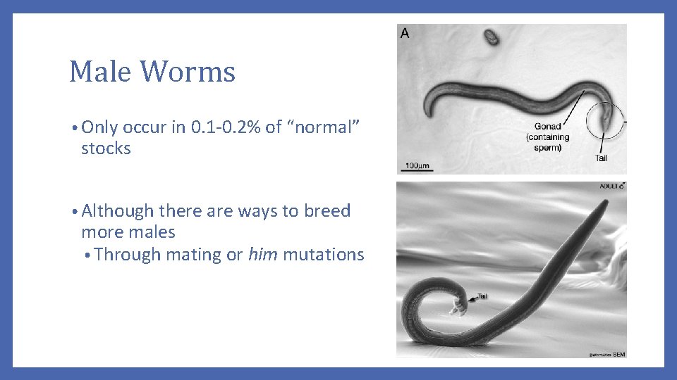 Male Worms • Only occur in 0. 1 -0. 2% of “normal” stocks •