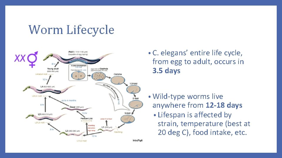 Worm Lifecycle • C. elegans’ entire life cycle, from egg to adult, occurs in