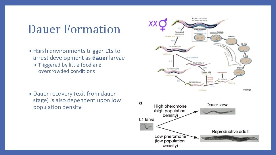 Dauer Formation • Harsh environments trigger L 1 s to arrest development as dauer