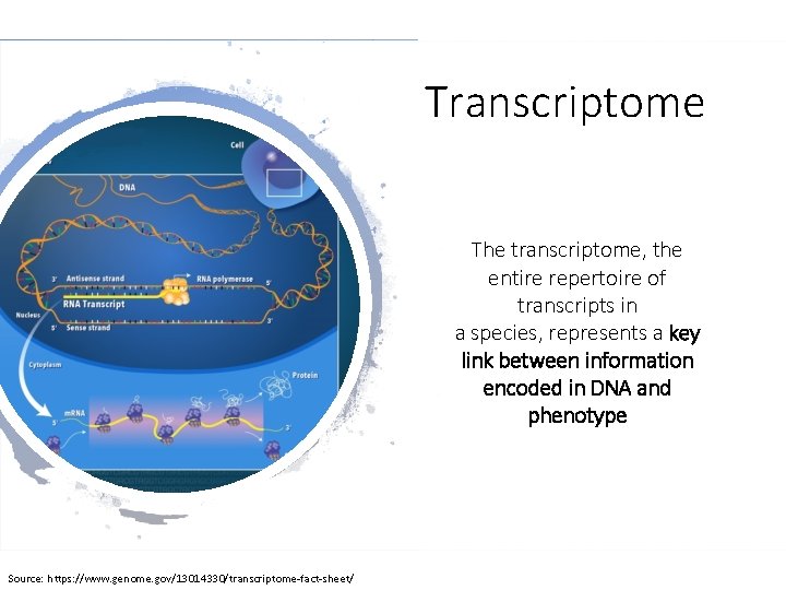 Transcriptome The transcriptome, the entire repertoire of transcripts in a species, represents a key