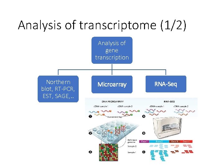Analysis of transcriptome (1/2) Analysis of gene transcription Northern blot, RT-PCR, EST, SAGE, .
