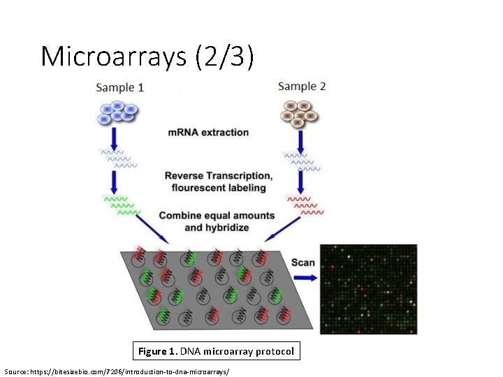 Microarrays (2/3) Figure 1. DNA microarray protocol Source: https: //bitesizebio. com/7206/introduction-to-dna-microarrays/ 