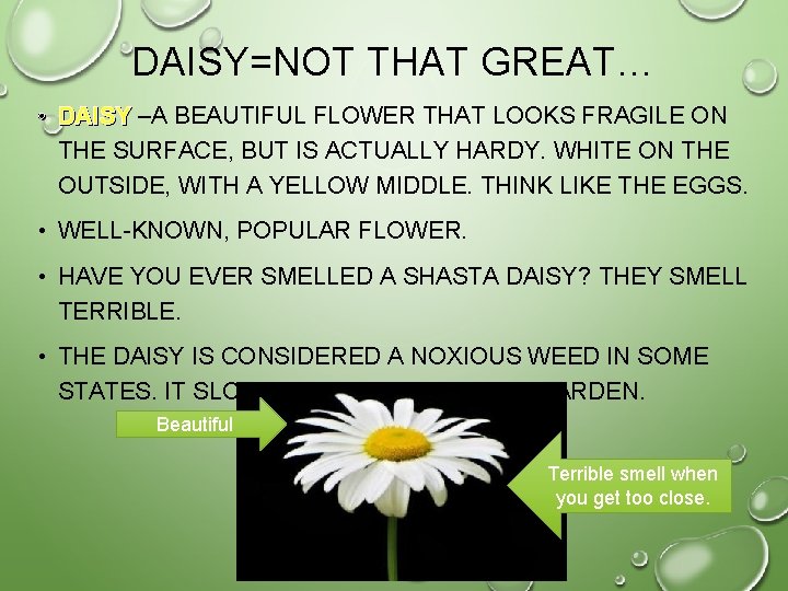 DAISY=NOT THAT GREAT… • DAISY –A BEAUTIFUL FLOWER THAT LOOKS FRAGILE ON THE SURFACE,