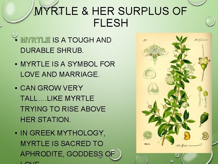 MYRTLE & HER SURPLUS OF FLESH • MYRTLE IS A TOUGH AND DURABLE SHRUB.