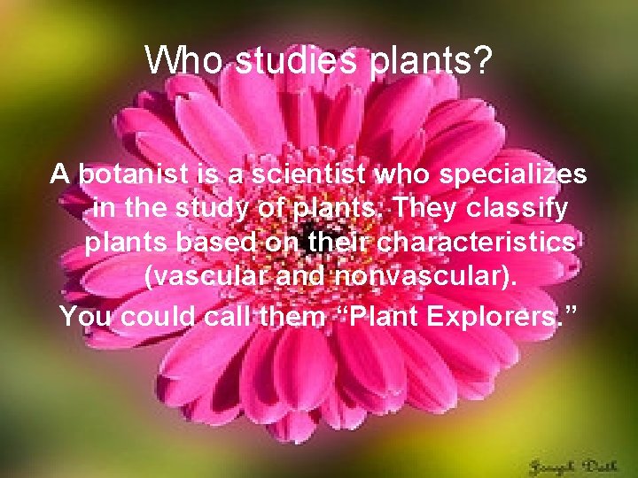 Classifying Plants Standards Students will be able to