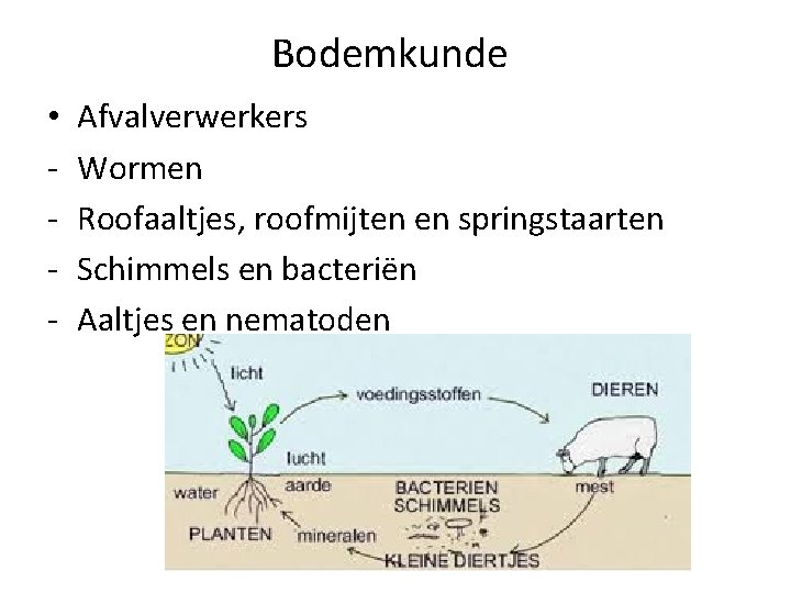 Bodemkunde • - Afvalverwerkers Wormen Roofaaltjes, roofmijten en springstaarten Schimmels en bacteriën Aaltjes en